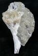 Partial Fossil Whelk With Golden Calcite Crystals #7859-1